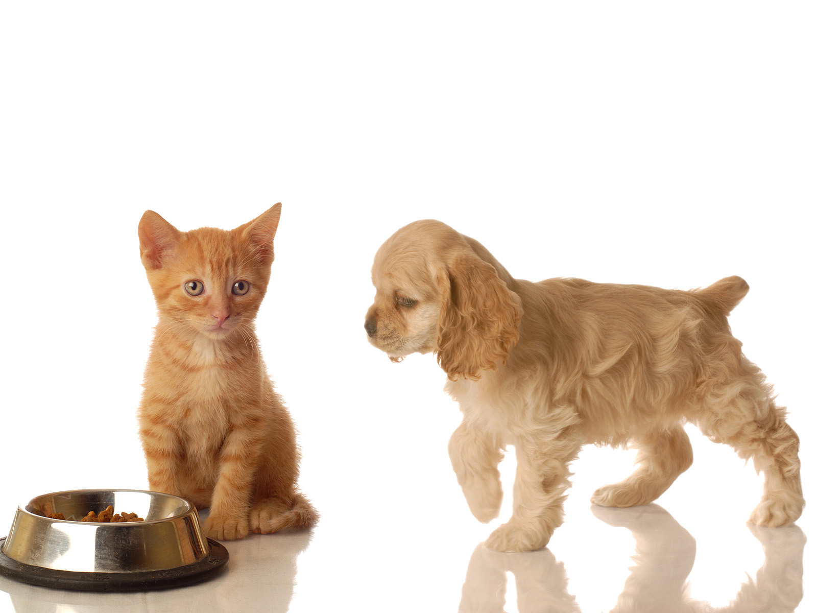 un perro y un gato al lado de un cuenco