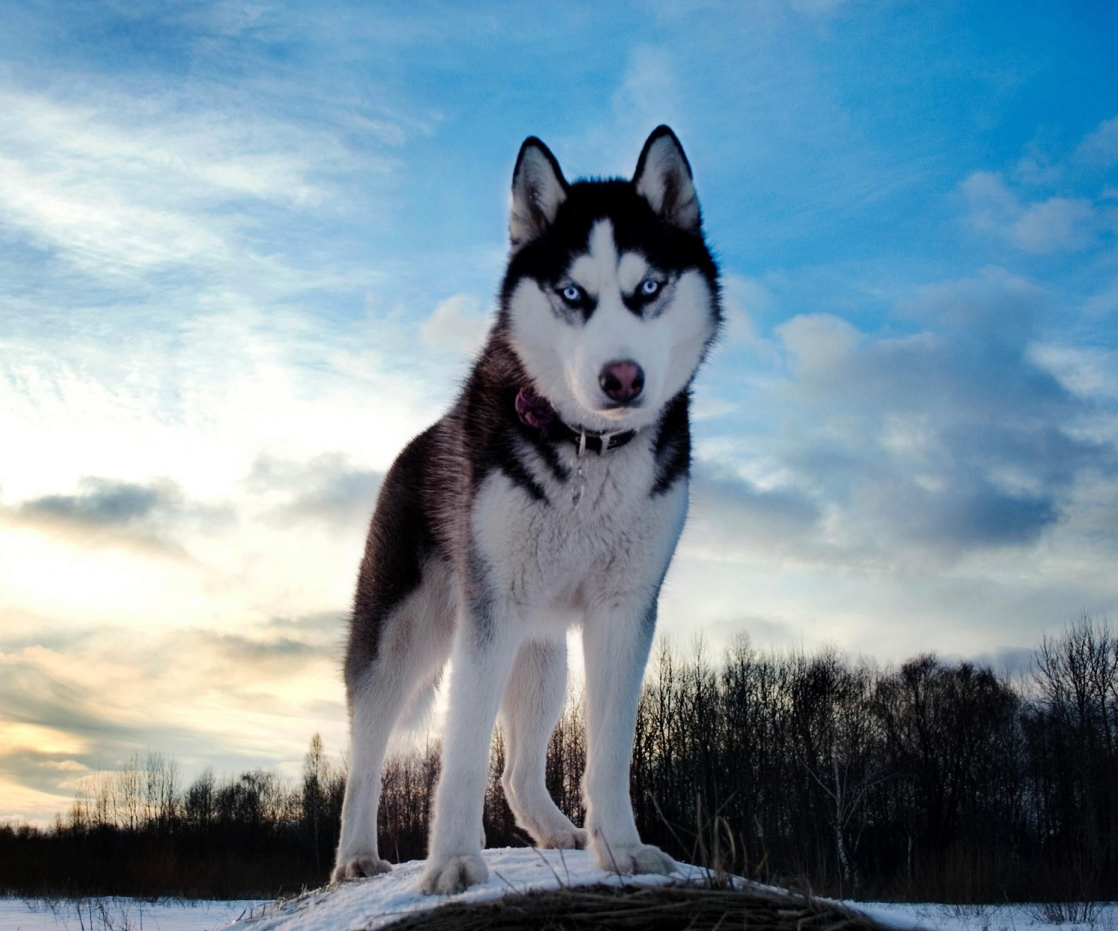 una bonita foto del husky siberiano