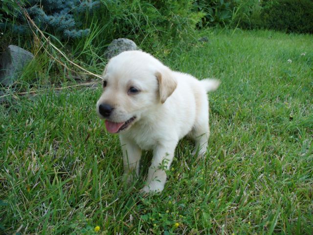 un cachorro de perro