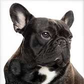 Bulldog francés, la raza que está de moda Bulldog francés, la raza que está de moda