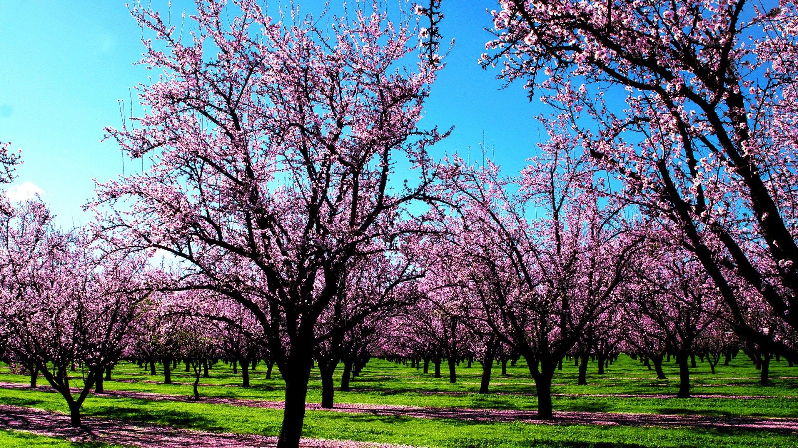 Árboles en primavera