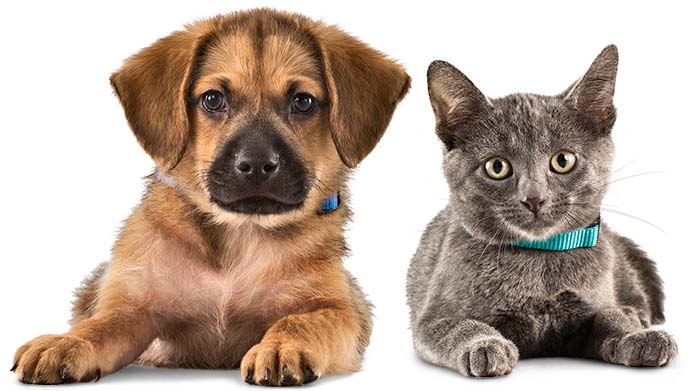 Los mejores accesorios para mascotas Los mejores accesorios para mascotas