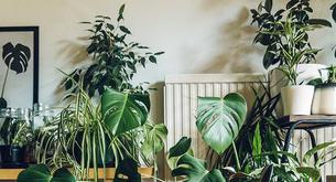 Las mejores plantas de interior para darle vida a tu casa este invierno