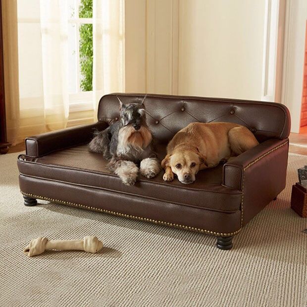 cama sofá perro