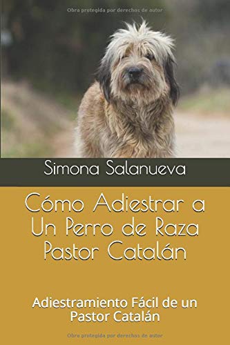 Cómo Adiestrar a Un Perro de Raza Pastor Catalán: Adiestramiento Fácil de un Pastor Catalán