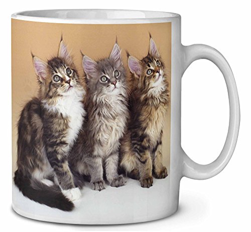 Gatitos lindos del Coon de Maine CumpleaÃ±os taza de cafÃ© regalo navidad