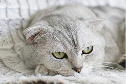 Gato Animal Mascota Gatito Scottish Fold Pintura por Números DIY Único