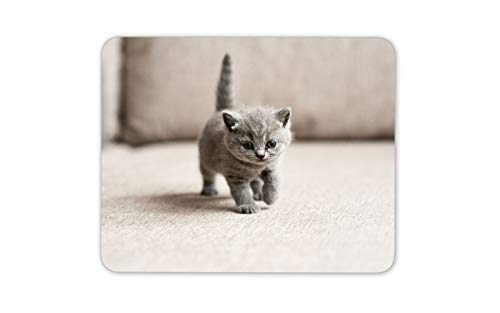 British Shorthair gatito alfombrillas de ratones cojín - gatito del gato azul regalo del ordenador Diversión # 16257