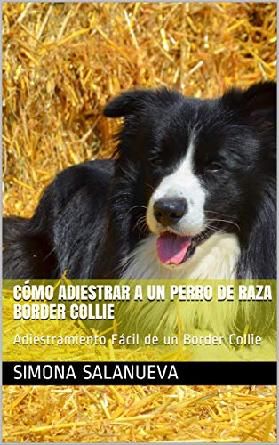 Cómo Adiestrar a Un Perro de Raza Border Collie  : Adiestramiento Fácil de un Border Collie