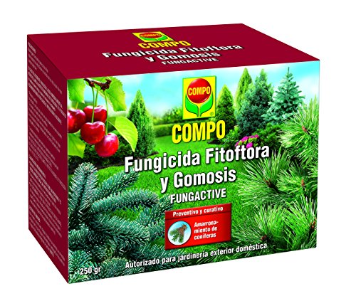 Compo Fungicida Fitóftora y Gomosis, Preventivo y curativo, Apto para jardinería Exterior doméstica, Polvo Soluble, 250 gr
