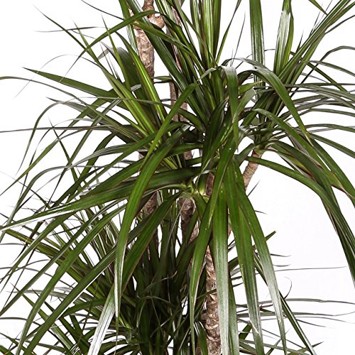 Dracaena Marginata - Maceta 17cm. - Altura aprox. 80cm - 2 Troncos - Planta viva - (Envío sólo a Península) Dracaena Marginata - Maceta 17cm. - Altura aprox. 80cm - 2 Troncos - Planta viva - (Envío sólo a Península)
