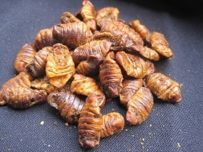 Gusanos de Seda 250G Silkworm