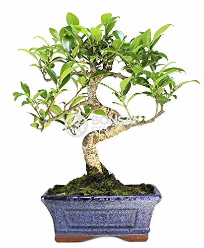 Bonsai - Ficus, 6 Años (Bonsai Sei - Ficus Retusa)