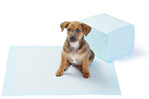 AmazonBasics - Toallitas de entrenamiento para mascotas (tamaño regular, 50 unidades) AmazonBasics - Toallitas de entrenamiento para mascotas (tamaño regular, 50 unidades)