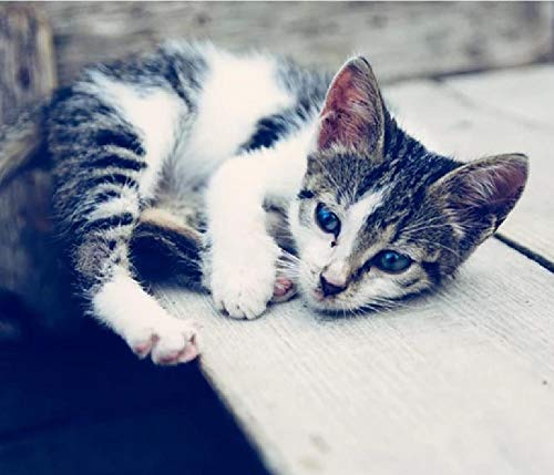 DIY Pintura Al Óleo por Números Art Paisaje Imagen - Gatito atigrado Blanco y Negro acostado en Madera marrón DIY Pintura Al Óleo por Números Art Paisaje Imagen - Gatito atigrado Blanco y Negro acostado en Madera marrón
