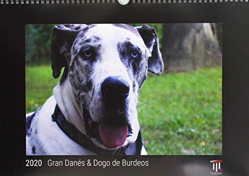 Gran Danés & Dogo de Burdeos 2020 - Edición Negra - Timokrates calendario de pared, calendario de fotos - DIN A3 (42 x 30 cm)