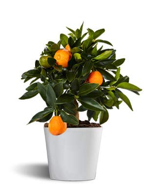 kumquat o naranjo de la china - cítrico enano de interior - maceta 12cm - planta viva - naranjas comestibles