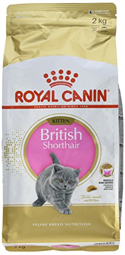 ROYAL CANIN - Comida para Gatitos – British Shorthair Completa 2 kg