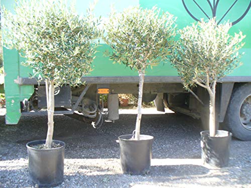 Árbol de Olivo, tronco gordo (Olea europaea) aprox. 140 cm - 160 cm,