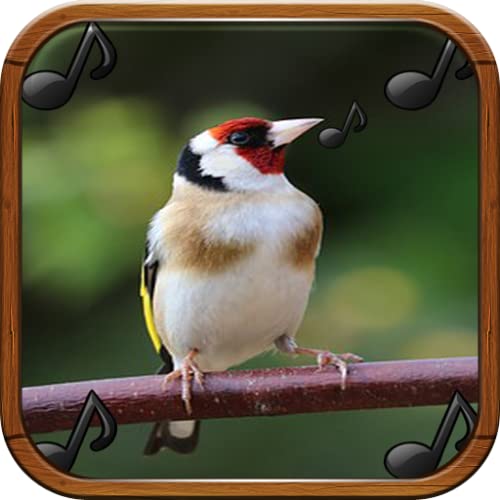 Goldfinch song