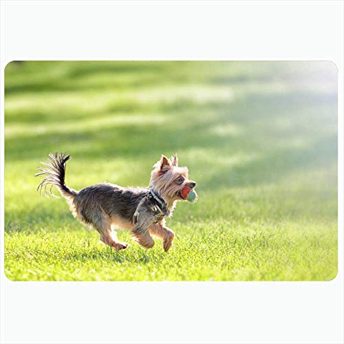 Alfombra de baño interior para baño Alfombrillas antideslizantes Hierba de pura raza Yorkshire Terrier Cachorro Diversión Fetch Running Ball Across Design Estilo de vida pequeño Yorkie Baño Ducha Alfo Alfombra de baño interior para baño Alfombrillas antideslizantes Hierba de pura raza Yorkshire Terrier Cachorro Diversión Fetch Running Ball Across Design Estilo de vida pequeño Yorkie Baño Ducha Alfo