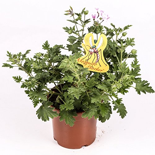 Citronella - Planta antimosquitos - Maceta 15cm. - Pelargonium Citrodorum/Graveolens - Planta Aromática - Planta viva - (Envíos sólo a Península)