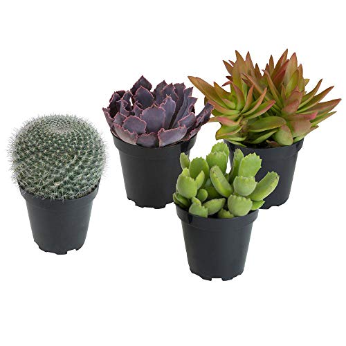 Pack 4 Cactus y Crasas Variados en Maceta Pequeño Kit Ahorro Plantas Naturales