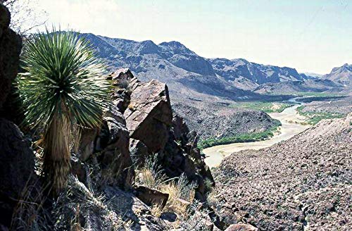 10 Semillas -yucca rostrata- (Palmera de yuca azul) By Samenchilishop 10 Semillas -yucca rostrata- (Palmera de yuca azul) By Samenchilishop