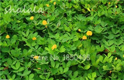 10 Unids/lote Macetas Jardineras Bonsai Semillas de maní, Semillas de verduras raras, Crecimiento natural para la plantación de jardín