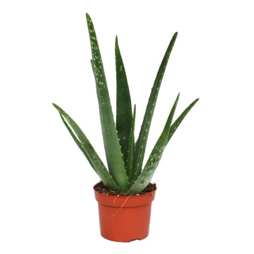 Aloe Vera de aproximadamente 3 años – Tiesto de 12 cm