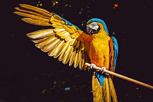 PANDABOOM Rompecabezas De 1000 Piezas Foto De Guacamayo Amarillo Y Azul con Un ala Abierta Encaramado En Puzzles para Adultos, Regalo para El Día De La Madre