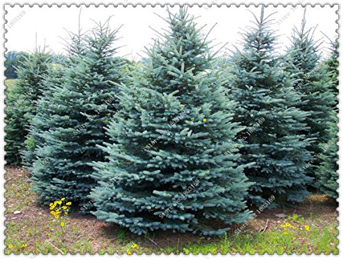 100pcs / bolsa de semillas de árboles de abeto azul del árbol de Navidad muy bonito para el bricolaje mejor regalo de los childs, jardín de su casa Bonsai Plant