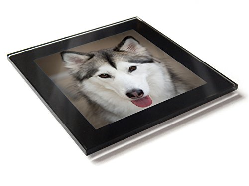 Posavasos de mesa de cristal con caja de regalo para cachorro de perro de Siberian HUSKY