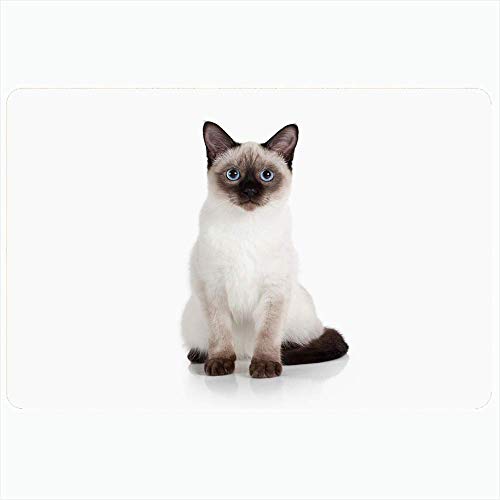 Alfombra de baño interior para baño Alfombrillas antideslizantes Camada en la naturaleza Hermoso gatito tailandés sentado Pequeño felino en azul Coño atigrado Juego blanco Cría de foca Baño Baño Ducha Alfombra de baño interior para baño Alfombrillas antideslizantes Camada en la naturaleza Hermoso gatito tailandés sentado Pequeño felino en azul Coño atigrado Juego blanco Cría de foca Baño Baño Ducha
