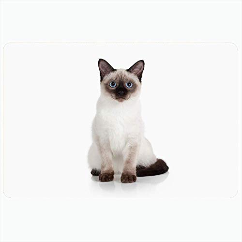 Alfombra de baño interior para baño Alfombrillas antideslizantes Camada en la naturaleza Hermoso gatito tailandés sentado Pequeño felino en azul Coño atigrado Juego blanco Cría de foca Baño Baño Ducha