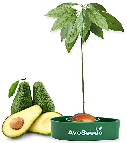 AvoSeedo Kit Jardineria para Aguacate - Gadget Decoracion Casa Y Decoracion Habitacion/Uso Interior o Exterior / Regalos Originales para Mujer e Ideas Regalos para Hombre En Navidad