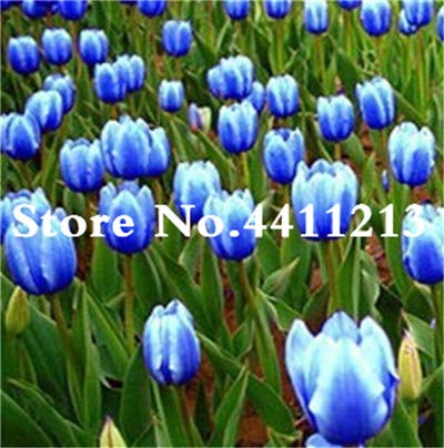 Bloom Green Co. 50 Unids Flor de Tulipán Holandés Color de Mezcla Bonsai flor de tulipán Bonsai planta en maceta en flor perenne para la plantación de patio de jardÃn de casa: 10 Bloom Green Co. 50 Unids Flor de Tulipán Holandés Color de Mezcla Bonsai flor de tulipán Bonsai planta en maceta en flor perenne para la plantación de patio de jardÃn de casa: 10