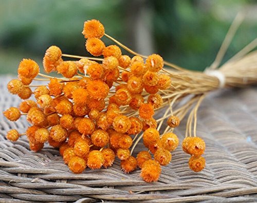 Leayao - Flores secas naturales, decoración de flores eternas para fotografía, 50 unidades, Naranja, 9