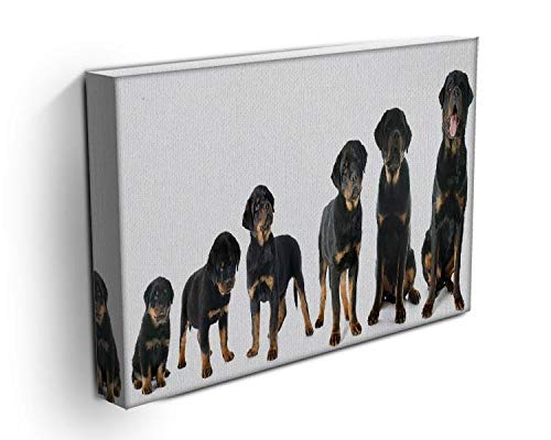 Lienzo impreso en lienzo de retrato de un cachorro de raza pura, diseño de rottweiler, tela, 24in x 16in | 60cm x 40cm