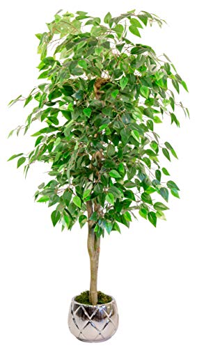 Maia Shop 1225 Ficus Troncos Naturales, Elaborados con los Mejores Materiales, Ideal para Decoración de hogar, Árbol, Planta Artificial (105 cm), Mixtos, 150 cm Maia Shop 1225 Ficus Troncos Naturales, Elaborados con los Mejores Materiales, Ideal para Decoración de hogar, Árbol, Planta Artificial (105 cm), Mixtos, 150 cm