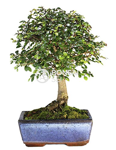 Bonsai - Olmo chino, 5 Años (Bonsai Sei - Zelkova) Bonsai - Olmo chino, 5 Años (Bonsai Sei - Zelkova)