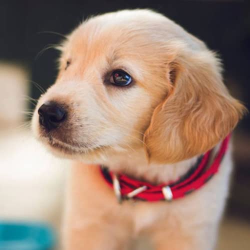Fondo de pantalla de cachorros de bebé Fondo de pantalla de cachorros de bebé