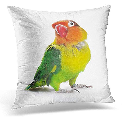 vjgdlz Cushion Cover Pájaro Rojo Agapornis Blanco Agapornis Fischeri Fischer 'S Colorido Apartamento para Mascotas 45X45Cm Patrón con Cremallera Funda De Almohada Cojín Decoración para E