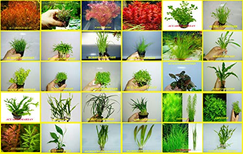 Desconocido ACUARIOS MARSAN Plantas DE Acuario Hay Muchas Especies para Escoger Y Solo PAGUE UN GASTO DE Envio (ALTERNANTHERA REINECKII Mini-5 Tallos) Desconocido ACUARIOS MARSAN Plantas DE Acuario Hay Muchas Especies para Escoger Y Solo PAGUE UN GASTO DE Envio (ALTERNANTHERA REINECKII Mini-5 Tallos)