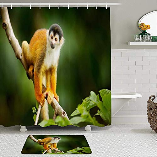 Juegos de Cortinas de baño con alfombras Antideslizantes, Ardilla Macho Capuchino Mono Piel Saimiri Sentado Animales Fauna Naturaleza,con 12 Ganchos