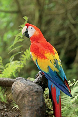 Parrot (Ara Chloroptera) Journal: 150 page lined notebook/diary