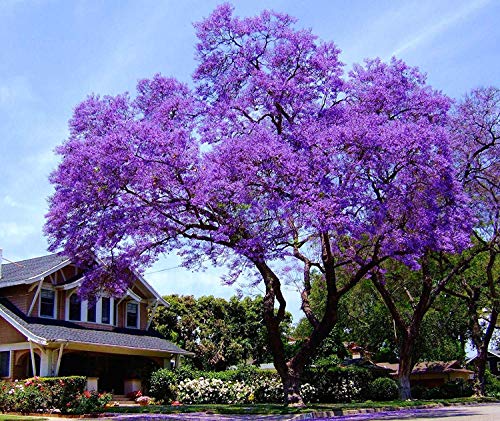 11.11 Venta grande! 50 / bolsa de semillas de rápido crecimiento Paulownia púrpura semillas de árboles raros para la decoración de establecimiento casa