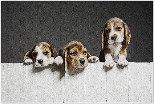 YYTOOF HD Cachorros tricolores Beagle posando en una Valla de Madera 9022653 (19x27 Premium 1000 Piezas Rompecabezas Hecho en EE. UU.)
