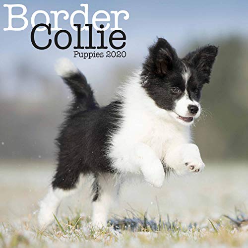 Border Collie Puppies Mini Square Wall Calendar 2020