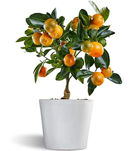 Calamondin - naranjo enano de interior - cítricos comestibles - maceta cerámica 12cm - planta viva (blanco)